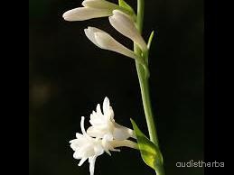 augmented_Polianthes tuberosa flower6_rotated_90.jpeg